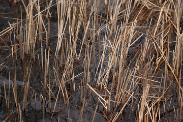 Fototapeta premium Dry reeds and stems sticking out of dark water in a wetland. Natural abstract pattern, close-up view of marsh vegetation in early spring or late autumn.