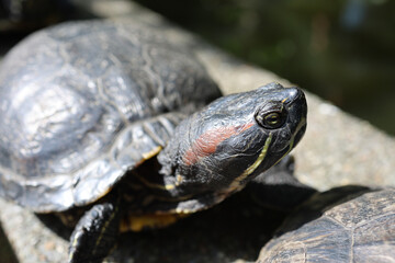 Fototapeta premium 亀