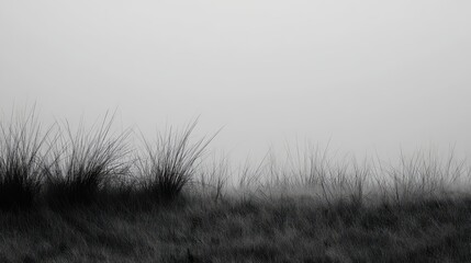 Monochrome field of wild grasses, with blades subtly swaying in the wind, evoking a sense of serenity and natural beauty in a desaturated palette