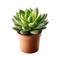 Fototapeta premium Vibrant green succulent plant in brown pot for indoor decor
