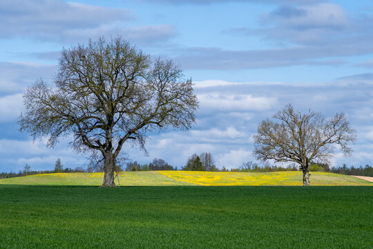 Two Solitary Trees on Vibrant Green Spring Field – Scenic Countryside Landscape with Dandelion Meadow and Cloudy Sky - Powered by Adobe