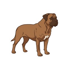 Illustration of a bullmastiff dog standing still isolated on white background