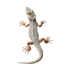 Fototapeta premium Closeup of a Small Desert Lizard on White Background against transparent background