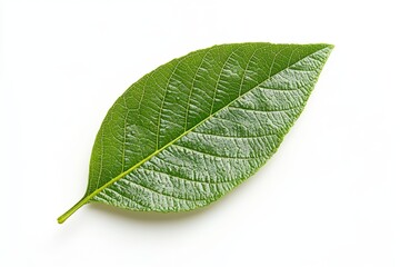 Obraz premium Single vibrant green leaf, isolated on white background, showcasing intricate leaf vein structure. Potential use Botanical, education, nature