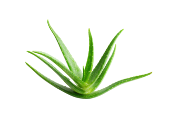 Fresh green aloe vera plant on a transparent background vector, showcasing natural skincare, medicinal properties, and vibrant botanical beauty