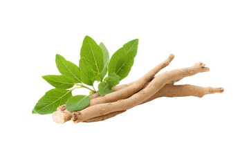 Fresh Ashwagandha roots and leaves on transparent background vector, showcasing adaptogenic herb used in Ayurvedic medicine for stress relief and wellness
