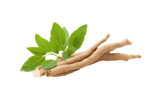 Fresh Ashwagandha roots and leaves on transparent background vector, showcasing adaptogenic herb used in Ayurvedic medicine for stress relief and wellness