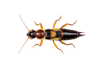 Detailed macro shot of a European earwig Forficula auricularia on a transparent background vector, showcasing its distinctive pincers and segmented body