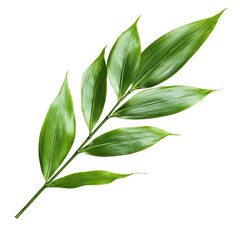 Fototapeta premium Vibrant Green Tropical Leaf Branch Isolated on Black Background Botanical Photography