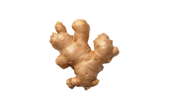 Fresh ginger rhizome on a transparent background vector, showcasing its knobby texture and tan color Concept of healthy eating, spice, and natural remedy