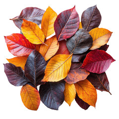 Autumn leaves background vibrant fall foliage seasonal colorful nature art on transparent background