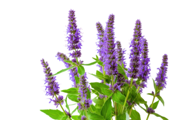Vibrant Agastache flowers with purple petals and green leaves on a transparent background vector, showcasing botanical beauty and summer bloom