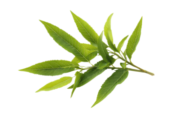 Fresh green willow branch with vibrant leaves on a transparent background vector, ideal for naturethemed designs and botanical illustrations