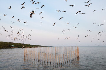 A flock of seagulls flies over the heart-shaped bamboo fence at Bangpu Recreation Center. Many species of seagulls migrate here. Bamboo poles are planted in sea. Bamboo wood decorate in heart shape 
