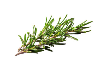 Fototapeta premium Fresh rosemary sprig on a transparent background vector, aromatic herb for culinary use and aromatherapy, isolated for easy design integration