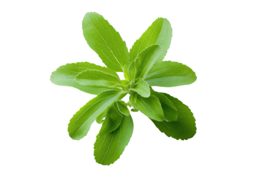 Fresh green stevia plant with vibrant leaves on a transparent background vector, showcasing natural sweetener and healthy alternative