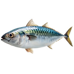 Fototapeta premium Close up view of a fish a type of small migratory pelagic fish known for its distinctive blue and silver striped appearance swimming in the deep blue waters of the ocean