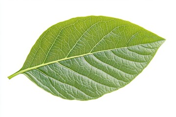 Obraz premium Single vibrant green leaf on white background