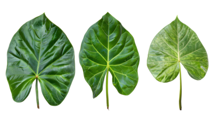 Elephant Ear Leaf Trio Isolated on White
