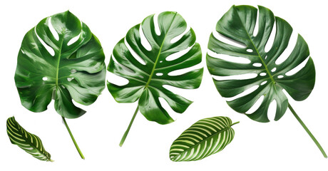 Set of variegated monstera and calathea leaves isolated on white
