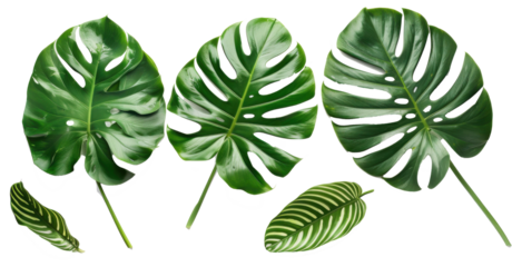 Set of variegated monstera and calathea leaves isolated on white
