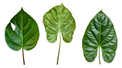 Tropical plant leaves isolated on white. Botanical diversity collection
