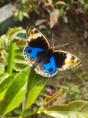 Vibrant Blue Pansy butterfly (Junonia orithya) perched on green leaves with wings open, showing vivid blue and orange eyespots