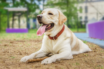dog labrador retriever fawn color in nature..