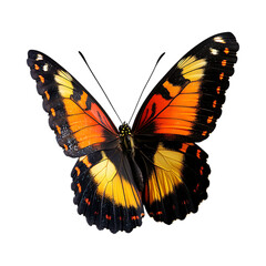 Obraz premium Stunning Orange and Black Butterfly Image HighResolution Nature Photography against transparent background