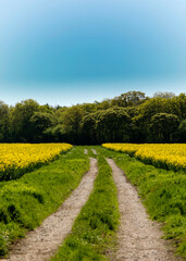 country road in the countryside