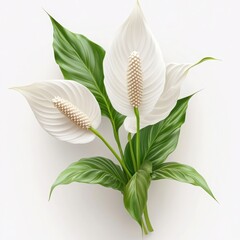 Obraz premium Peace lily blossoms with foliage on white background