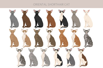Oriental Shorthair Cat clipart. All coat colors set.  All cat breeds characteristics infographic. Vector illustration