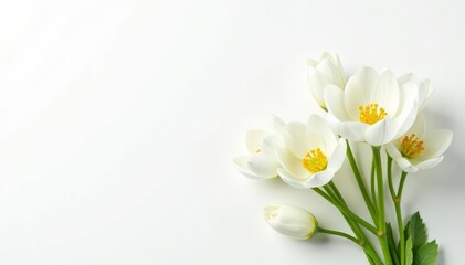 Obraz premium A bunch of white flowers on a clean white background , soft, light, delicate