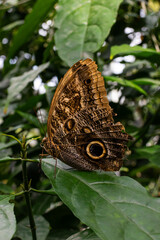 Caligo atreus (yellow-edged giant owl) butterfly sitting relaxing on natural flower plants