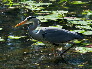 great blue heron in the water