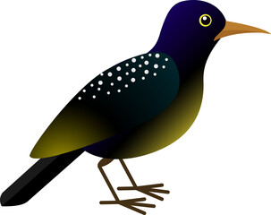 Starling bird, vector illustration.