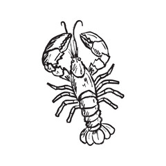 Lobster design in black brush stroke texture isolated on white. Hand drawn vector sketch illustration in vintage charcoal ink. Marine animal, underwater life, exotic seafood drawing