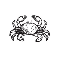 Crab with raised pincers in black brush stroke texture isolated on white. Hand drawn vector sketch illustration in vintage charcoal ink. Marine animal, underwater life, exotic seafood design