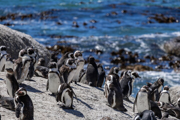 Colony of African spectacled penguins. Boulders Beach lagoon