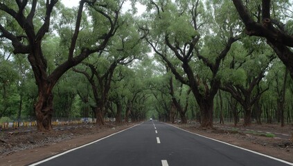 Fototapeta premium A Quiet Journey Through a Lush, Green Tunnel of Majestic Canopy Trees.