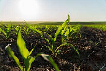 Green corn shoots emerge from rich soil, basking in sunlight on a clear day in a sprawling...