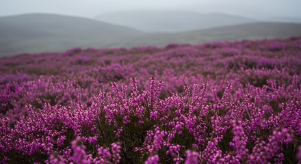 Close-up of blooming heather in a mountain field, misty background