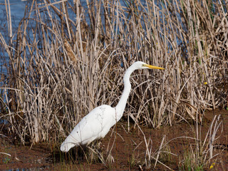 Eastern Great Egret (Ardea alba modesta) wading in wetland shallows with brown reeds and water in...
