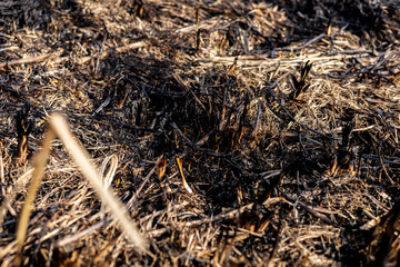 Charred remains of grass and soil illustrate the damage caused by a recent wildfire in a forested region under bright sunlight