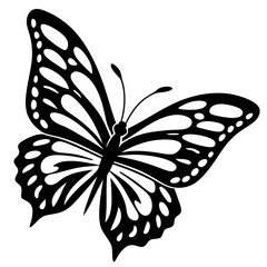 black and white butterfly