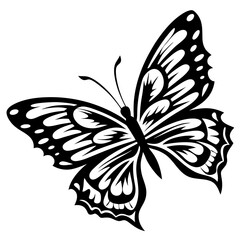 black and white butterfly