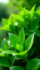 Obraz premium lush green foliage of leaves in a garden at summer, foliage, background