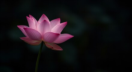 Obraz premium A stunning pink lotus flower illuminated against a dark background