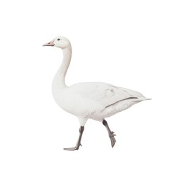 Obraz premium Elegant snow goose walking isolated on white background