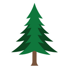 Pine Tree Evergreen Illustration